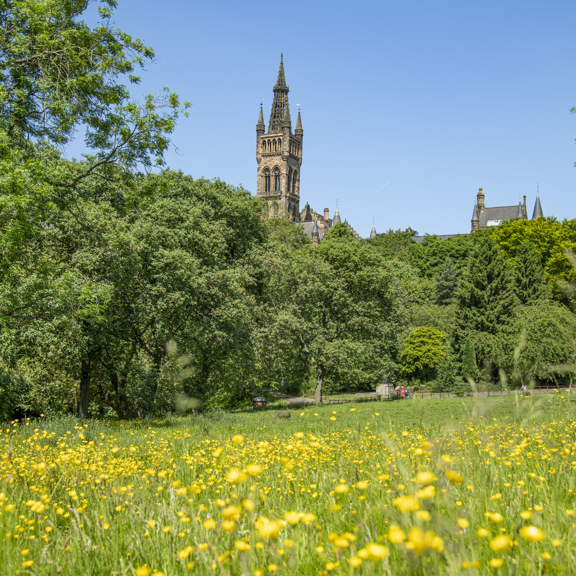 Sunny view of Gothic revival-style spire of the University of Glasgow's main building, surrounded by greenery and with a meadow of yellow wildflowers in the foreground